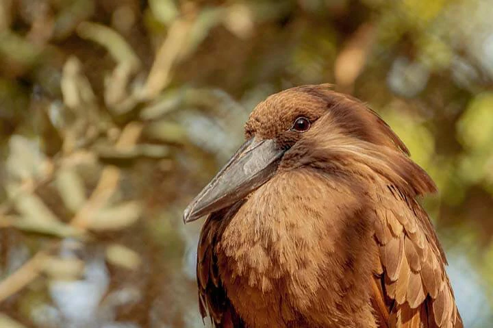 Hammerkop close up photo